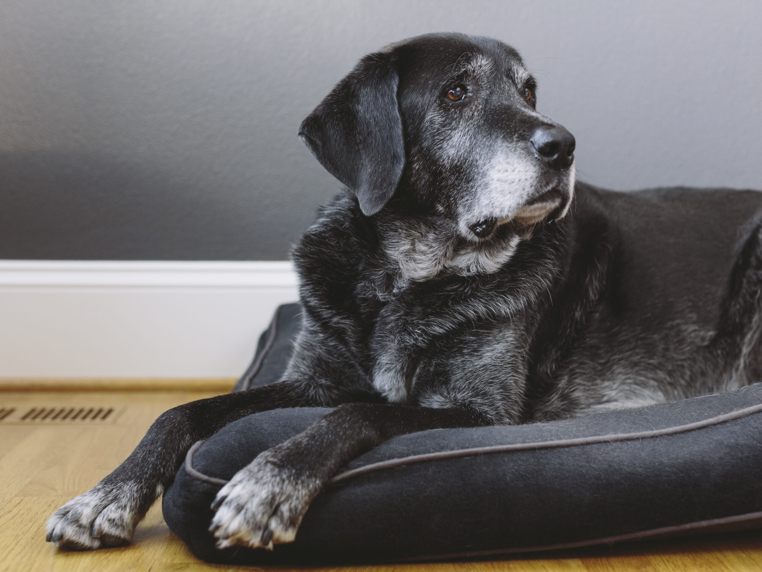 chien-senior Symptômes du vieillissement chez le chien