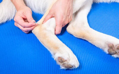 Acupuncture vétérinaire