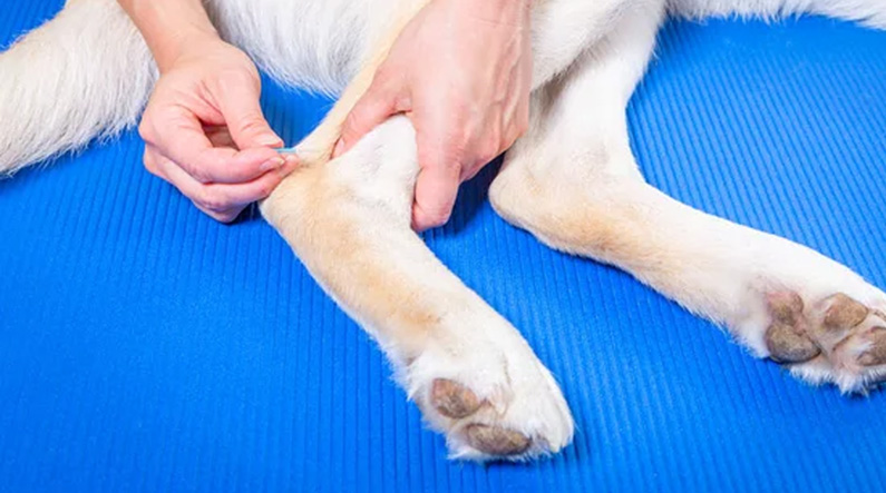 Acupuncture vétérinaire