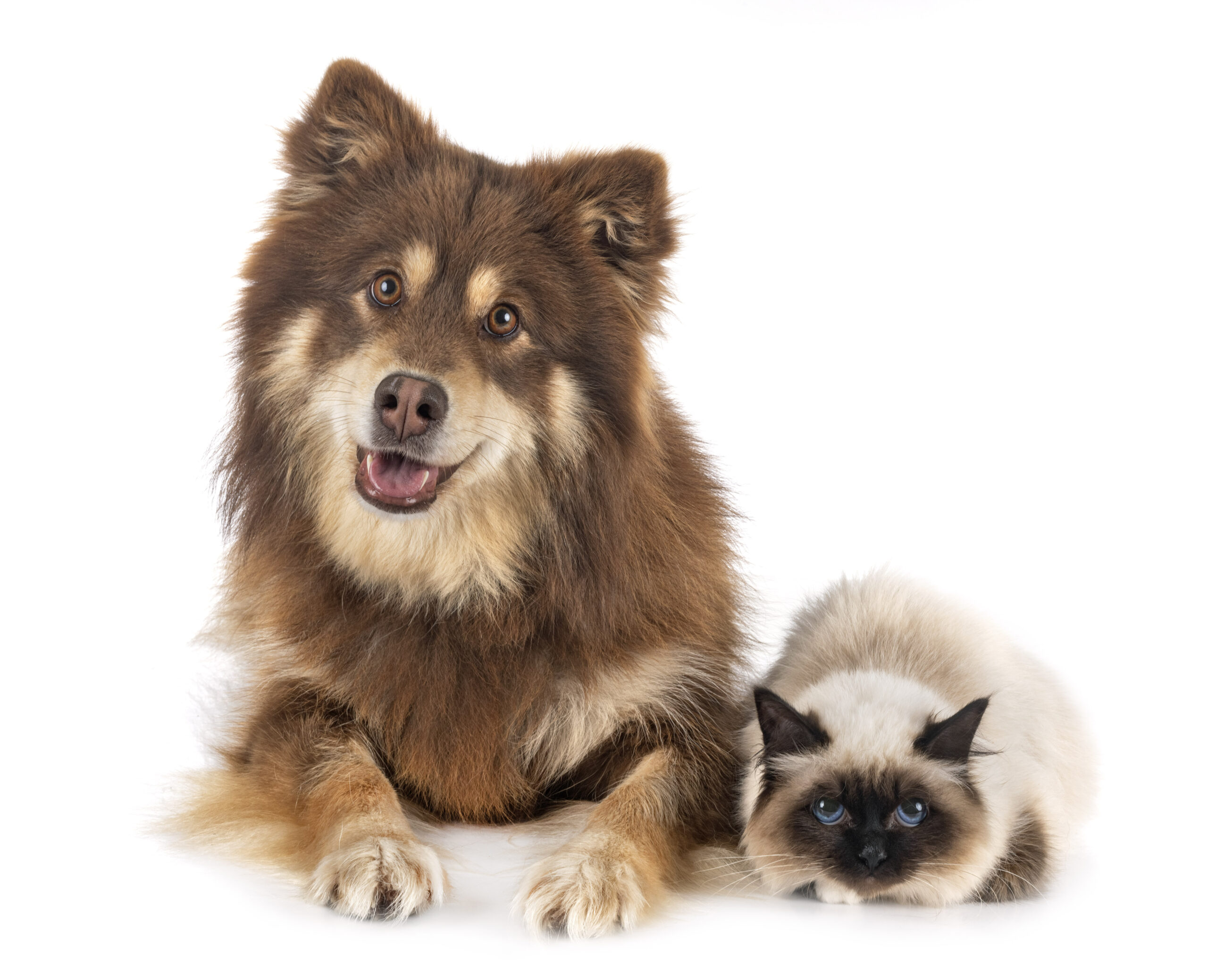 assurance santé chat et chien