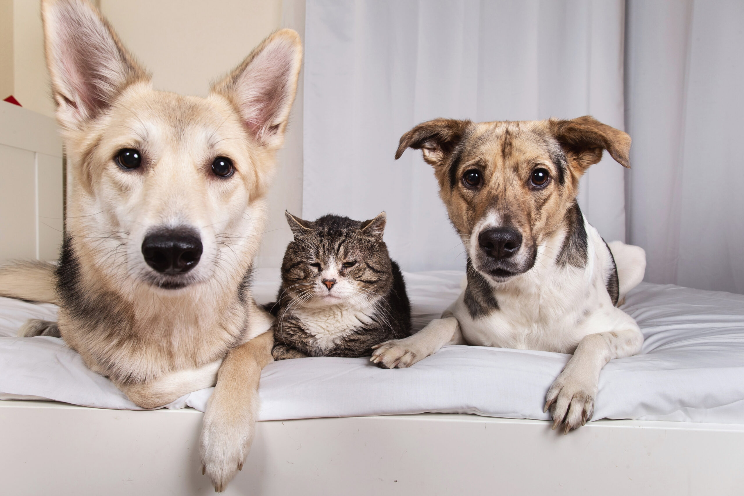 assurance santé chat ou chien