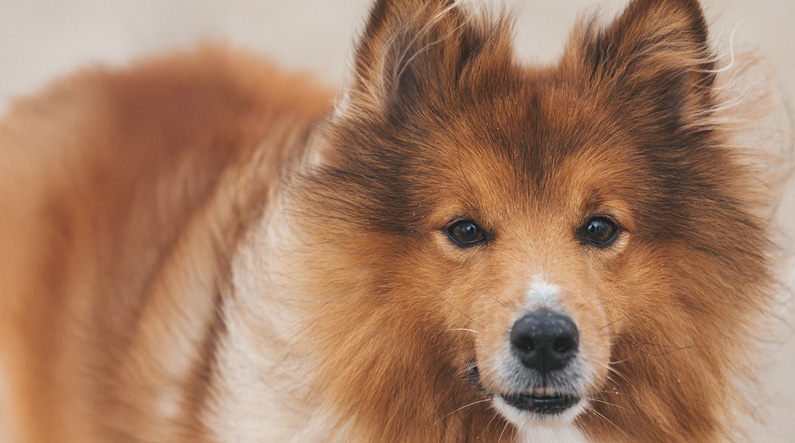 chien acupuncture