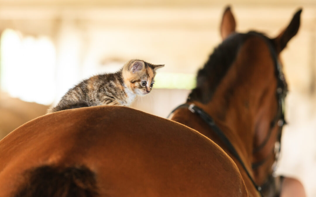 chat sur dos de cheval