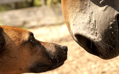 Médecine Chinoise en vidéo