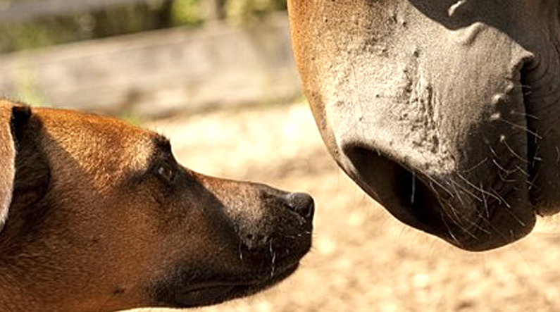 Médecine Chinoise en vidéo