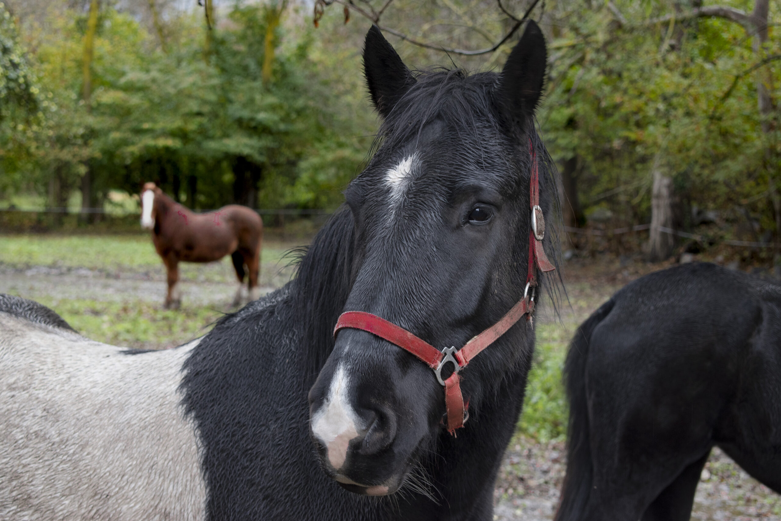 assurance santé cheval