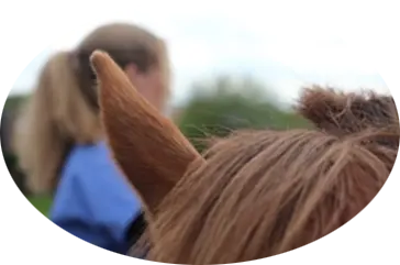 repere-meridiend-animaux shiatsu equin