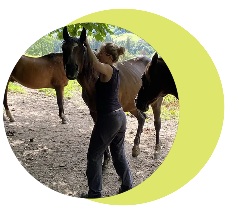 shiatsu cheval shiatsu cheval