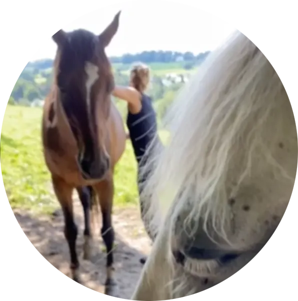 shiatsu-equin shiatsu equin