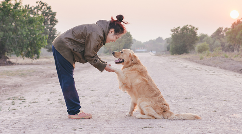 Shiatsu humain vidéo