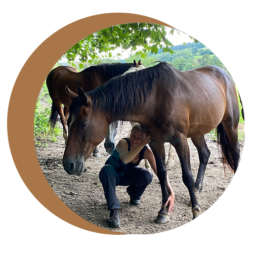 stimulation consultation veterinaire stimulation consultation veterinaire